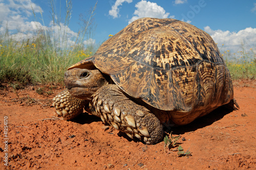 Leopard tortoise (Stigmochelys pardalis) photo