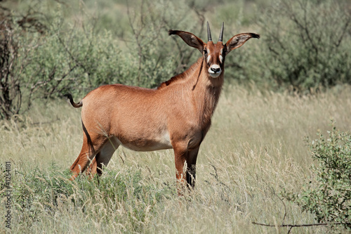 A a rare roan antelope (Hippotragus equinus)