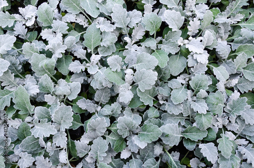 Plants of the licorice plant (Helichrysum petiolare)