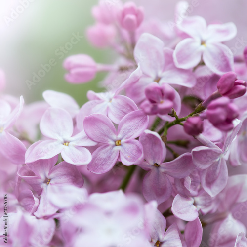 Purple Lilac