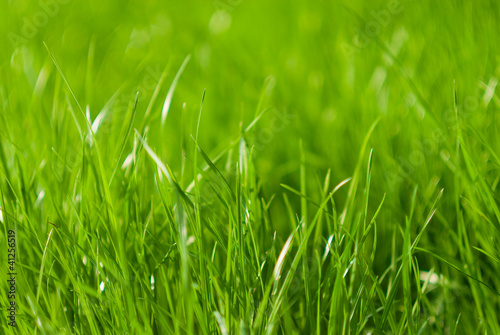 Close up of green grass