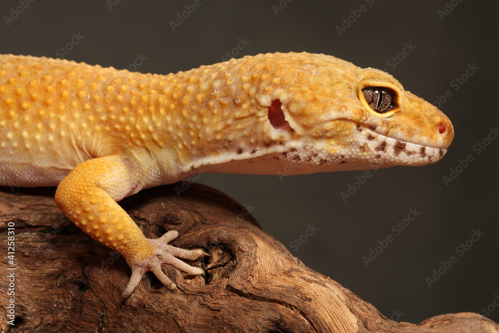 Obraz premium Gecko auf Ast