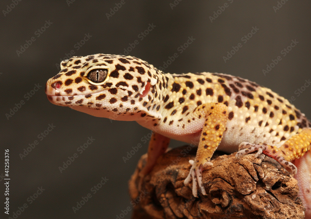 Obraz premium Gecko auf Ast