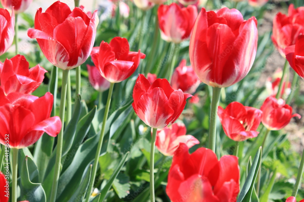 Several beautiful red tulips Several beautiful red tulips