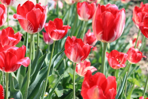 Several beautiful red tulips