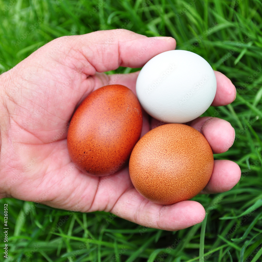 Drei Bioeier frisch aus dem Nest Drei Bioeier frisch aus dem Nest