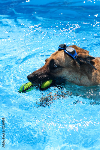 Dog swimming in goggles