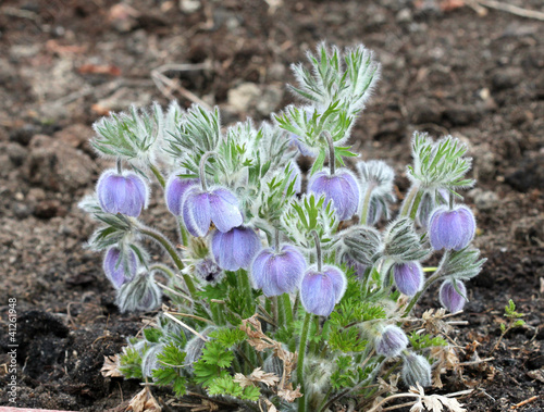 Цветы прострела (Pulsatilla) photo