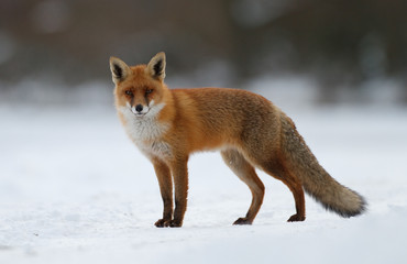 Wandcirkels Vos Rode vos door besneeuwd landschap  © Pim Leijen