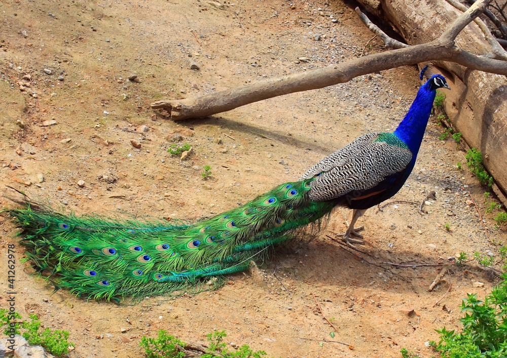 Obraz premium Peacock