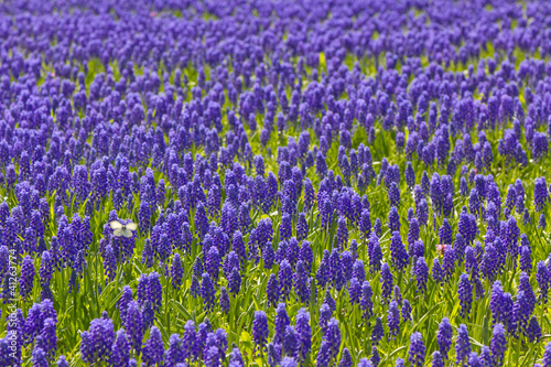 hyacinth field photo