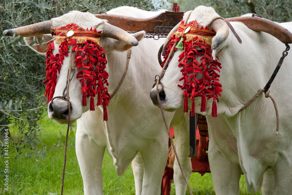 bovini Stock Photo Adobe Stock