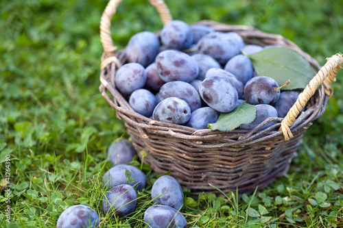 Frisch geerntete Zwetschgen (Prunus insititia)