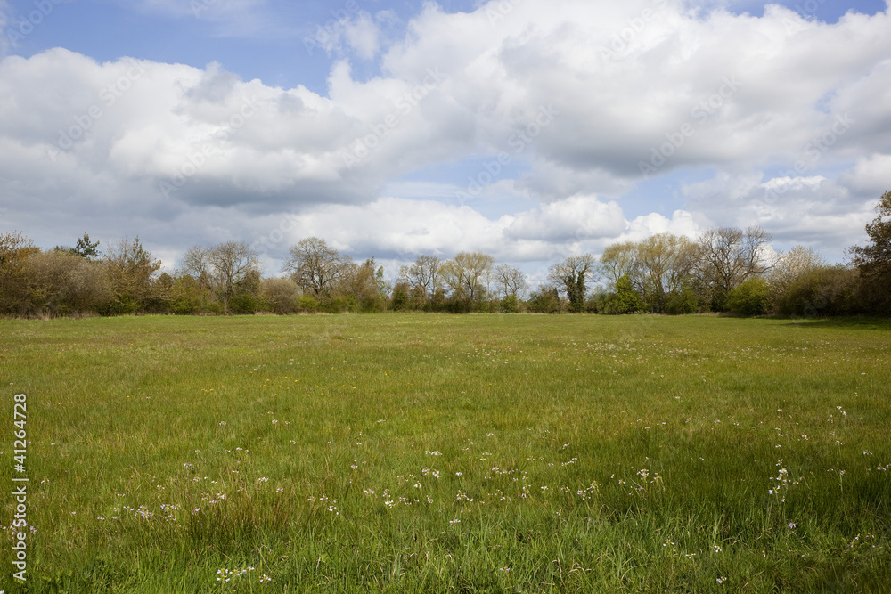 spring flower meadow spring flower meadow