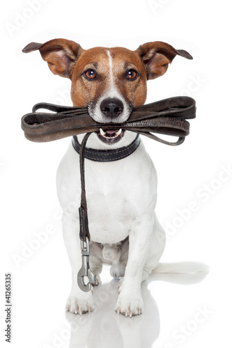 dog with leather leash © Javier brosch