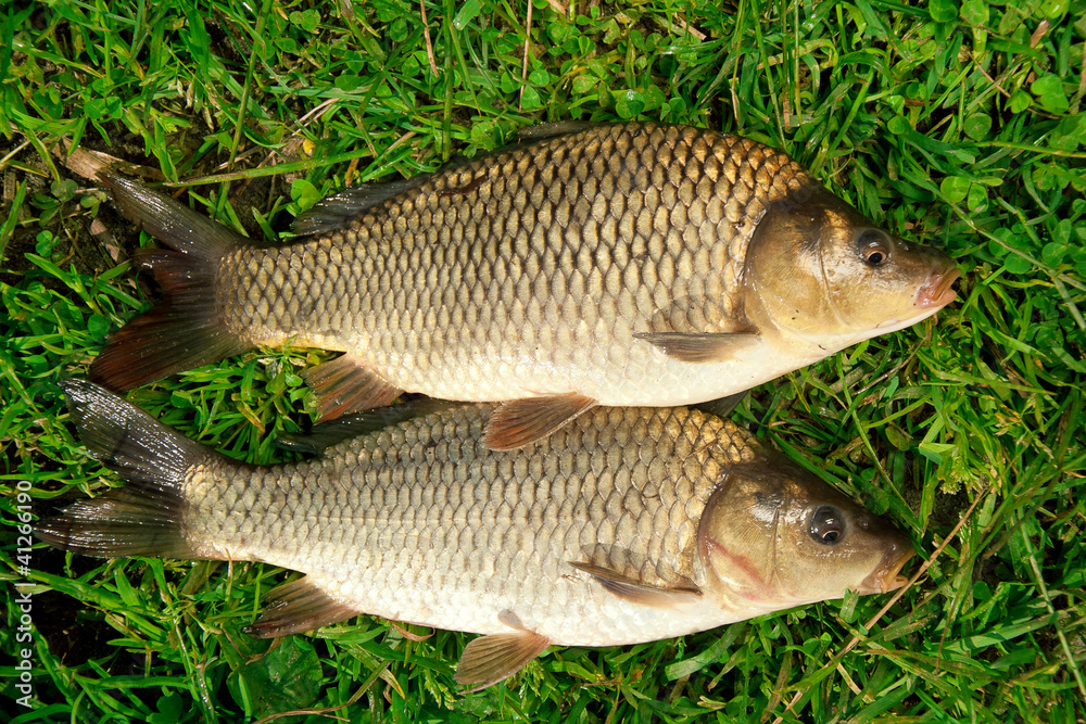 Freshwater fish Carp catch in green grass background Freshwater fish Carp catch in green grass background