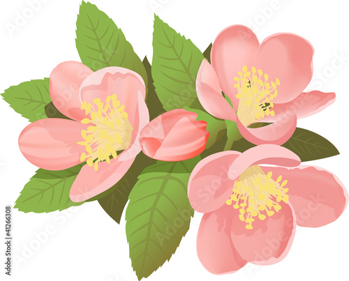 Chaenomeles japonica flower