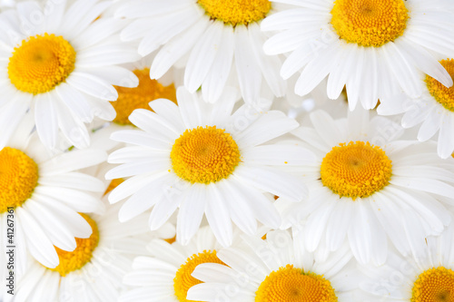 Beautiful marguerite flowers