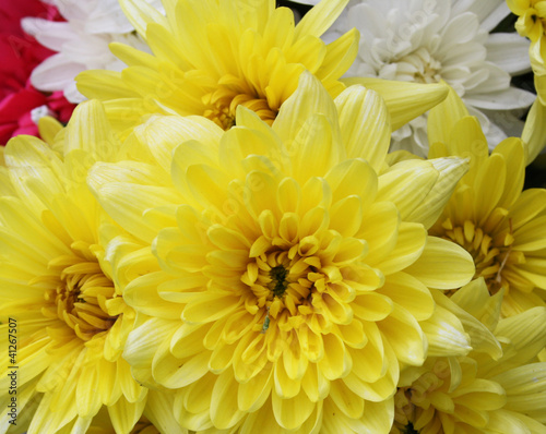 yellow Chrysanthemum