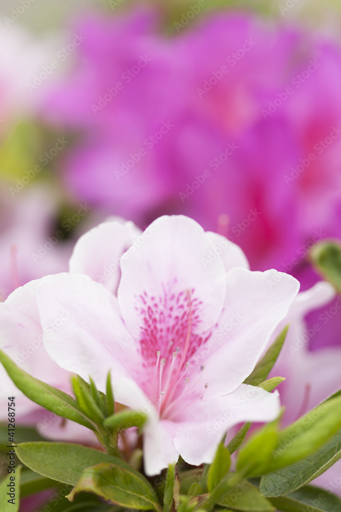 ツツジの花 ツツジの花