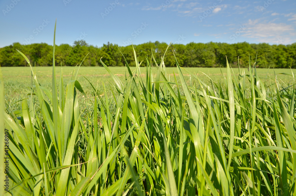 Fototapeta premium Grass and forest