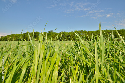 Grass, meadow grain and sky photo