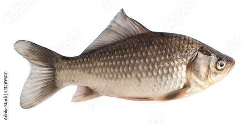 fresh carp fish on white background