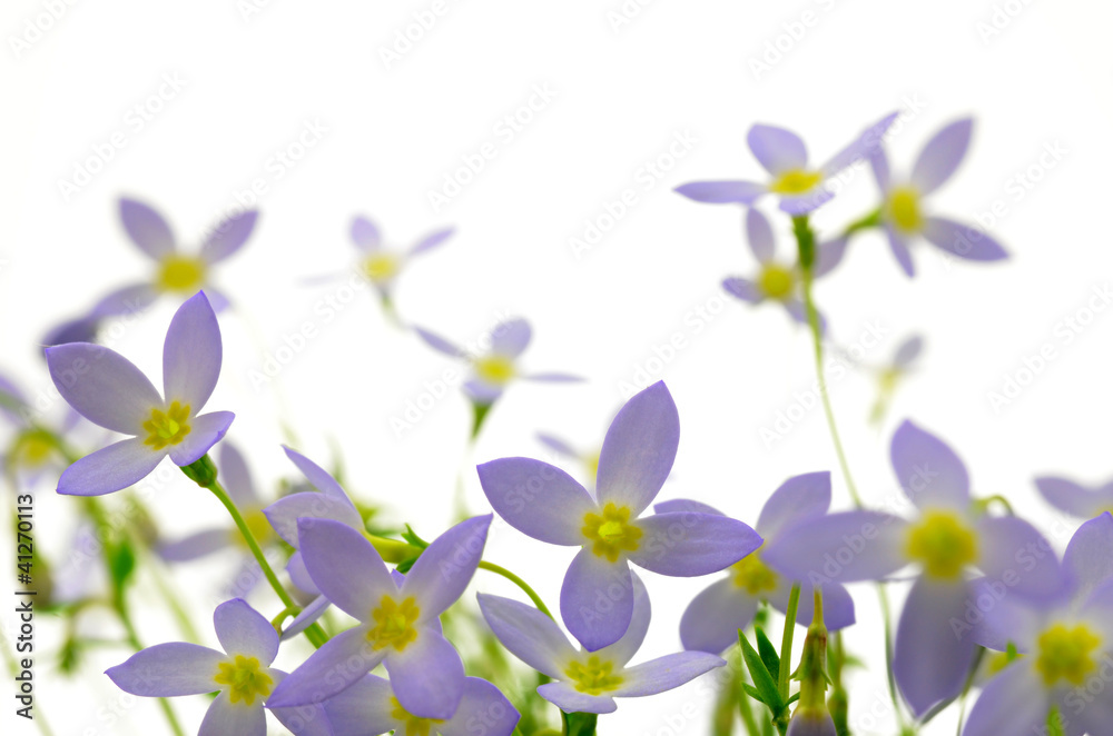 Obraz premium Frühlingsblumen