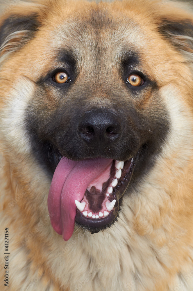 Portrait of a not purebred dog