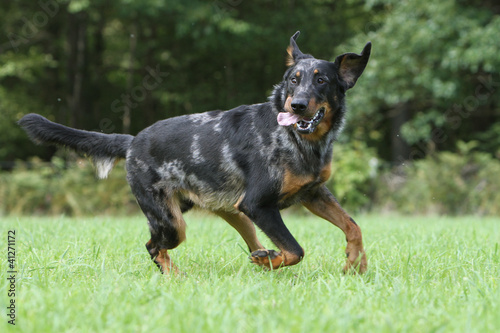 allure gaie du beauceron arlequin en course