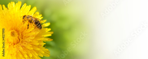 Honey bee collecting nectar from dandelion flower.