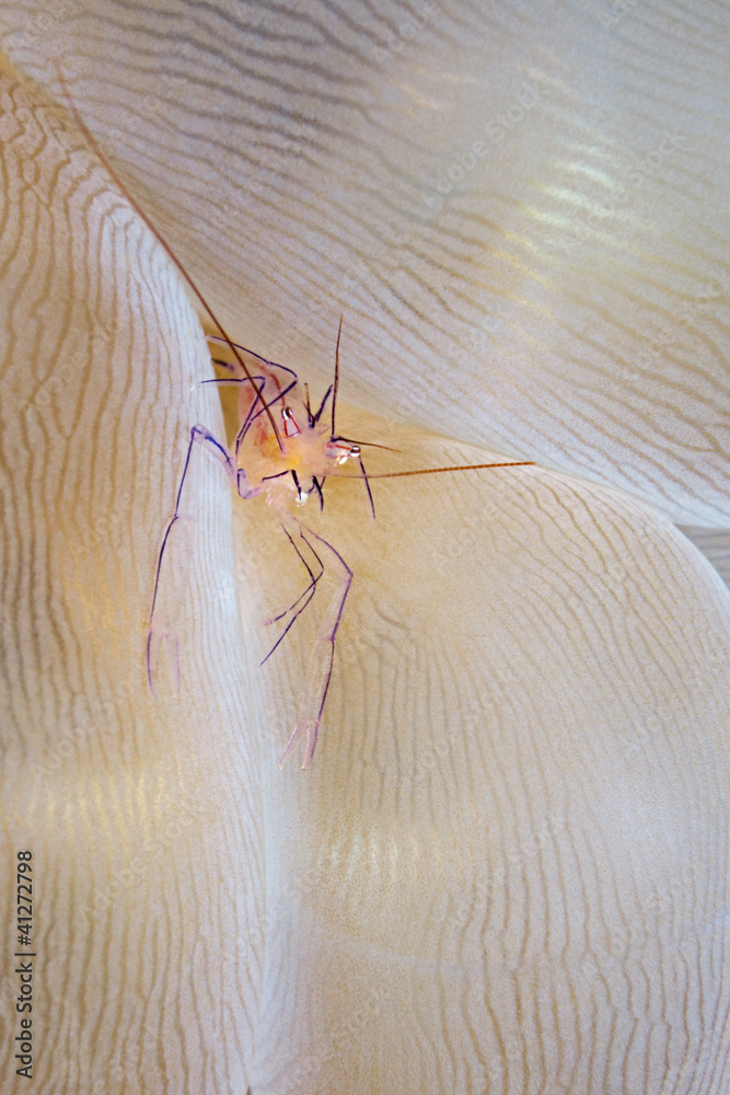 Fotografie Commensal shrimp, Vir philippinensis