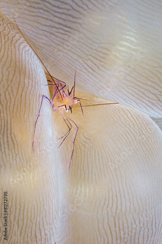 Commensal shrimp, Vir philippinensis photo