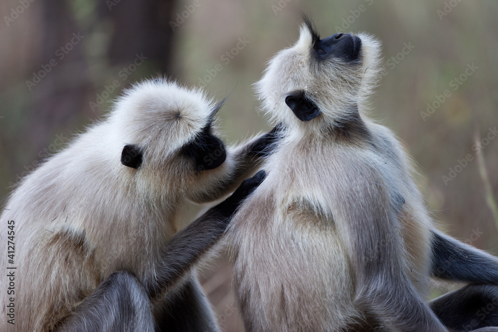 Fototapeta premium Langur monkey couple grooming