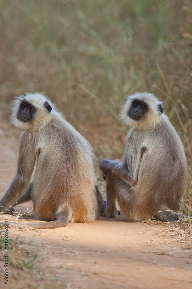 Langur monkey couple