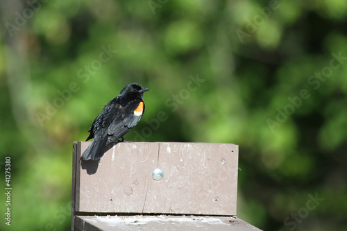 male redwing blackbird