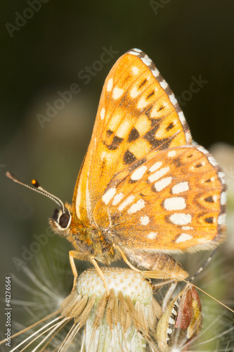 Duke of Burgundy (Hamearis lucina) butterfly photo