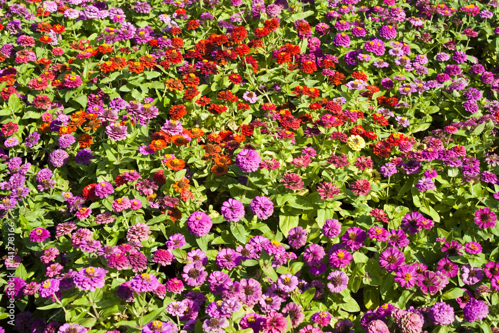 zinnia flowers field zinnia flowers field
