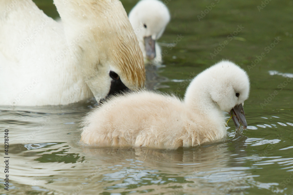 A cygnet is swimming in the water A cygnet is swimming in the water