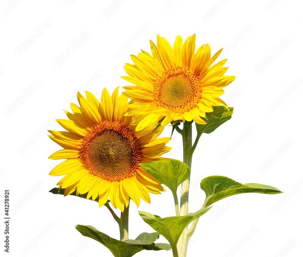 Obraz premium sunflowers isolated on white
