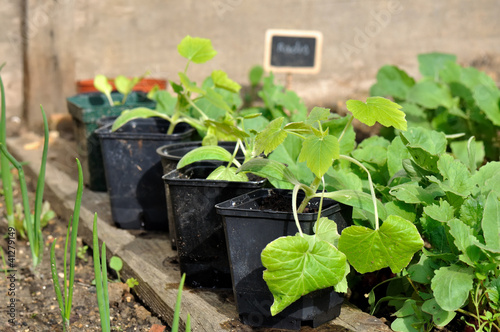 pieds de courgette