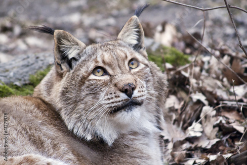 Lynx © zizar2002