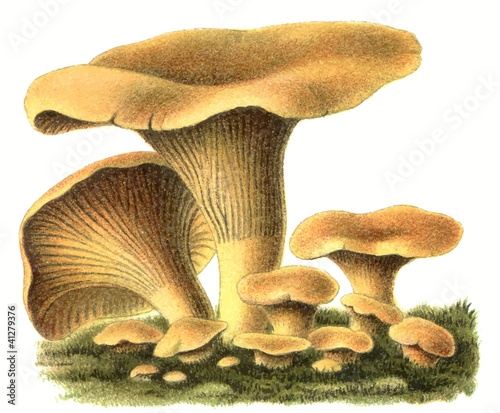 Edible fungus Chanterelle