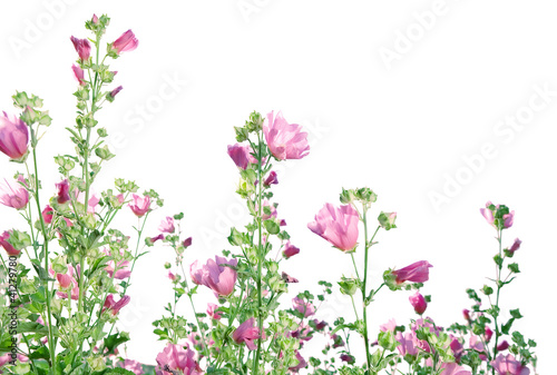 Malva  Mallows  against white background