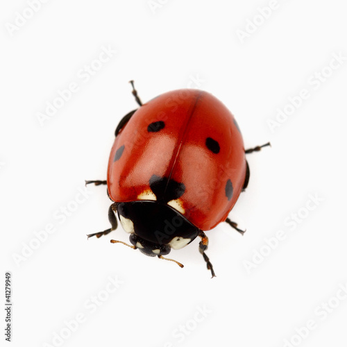 Beauty ladybug in closeup © Dionisvera