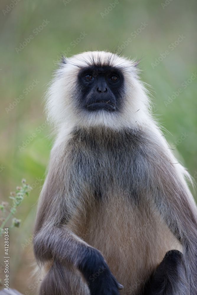 A common langur monkey in India