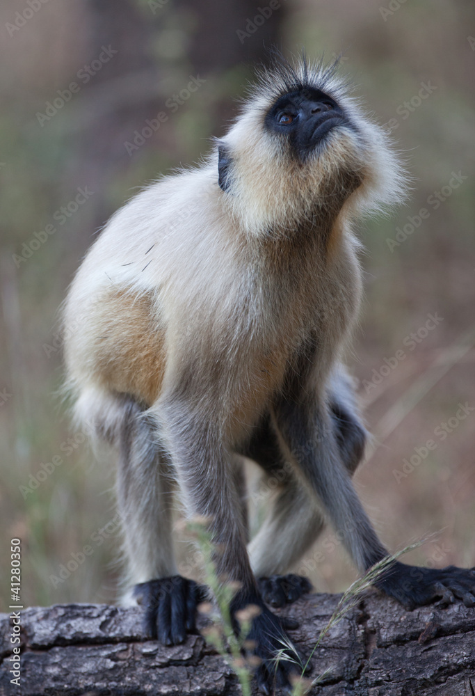 Fototapeta premium A common langur monkey in India