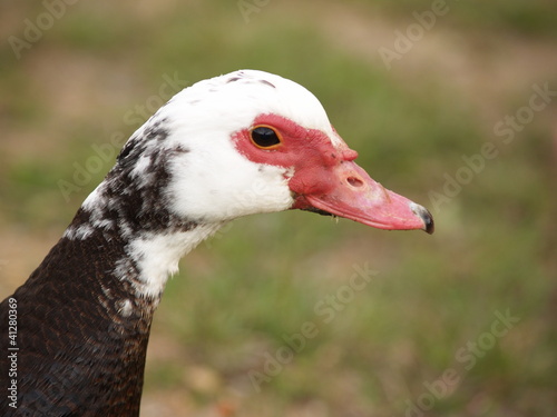 Portrait d un canard