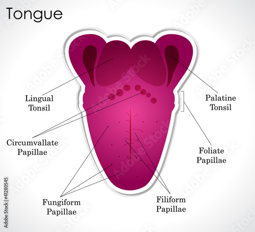 Anatomy of the human tongue photo