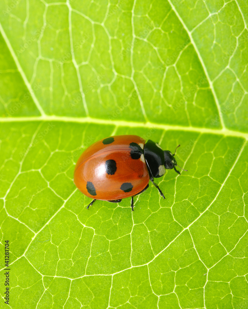 Obraz premium ladybug